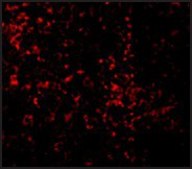 Anti-TLR9 antibody produced in rabbit affinity isolated antibody, buffered aqueous solution