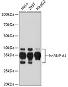 Anti-hnRNP A1 Antibody, clone 10N0F4, Rabbit Monoclonal