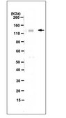 Anti-MSH3 Antibody, clone 1F6 clone 1F6, 1 mg/mL, from mouse