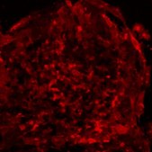 Milli-Mark Anti-SSEA-4-PE Antibody, clone MC-813-70 clone MC-813-70, Milli-Mark®, from mouse