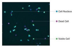 Cell Viability Imaging Kit 5x96
