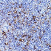 Anti-NLRP3 antibody produced in rabbit