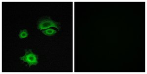 Anti-GLUR1 antibody produced in rabbit affinity isolated antibody