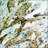 Anti-phospho-eNOS (pSer1176) antibody produced in rabbit affinity isolated antibody