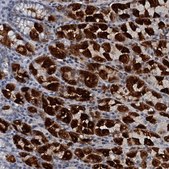 Anti-GIF antibody produced in rabbit Prestige Antibodies® Powered by Atlas Antibodies, affinity isolated antibody, buffered aqueous glycerol solution