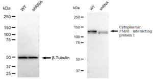 KD-Validated Anti Cytoplasmic FMR1 interacting protein 1 Antibody, clone 23GB1605, Rabbit Monoclonal clone 23GB1605, recombinant rabbit monoclonal, expressed in HEK293 cells