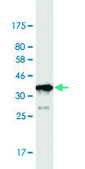 Monoclonal Anti-PRRX1 antibody produced in mouse clone 1E2, purified immunoglobulin