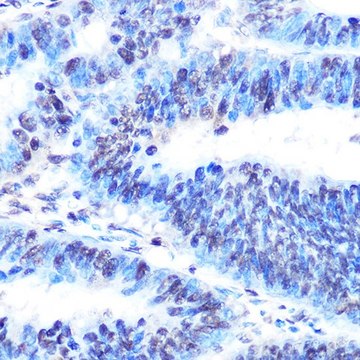 Anti-PTBP1 antibody produced in rabbit