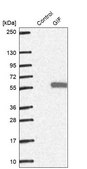 Anti-GIF antibody produced in rabbit Prestige Antibodies® Powered by Atlas Antibodies, affinity isolated antibody, buffered aqueous glycerol solution