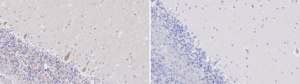 Anti-RYR1 Antibody, clone 1K4 ZooMAb® Rabbit Monoclonal recombinant, expressed in HEK 293 cells