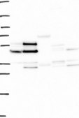 Anti-IFRD1 antibody produced in rabbit Prestige Antibodies® Powered by Atlas Antibodies, affinity isolated antibody, buffered aqueous glycerol solution