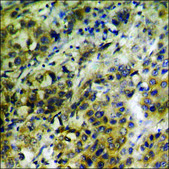 Anti-phospho-HER3 (pTyr1289) antibody produced in rabbit affinity isolated antibody