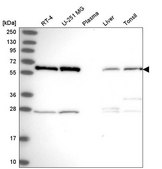 Anti-HNRNPK antibody produced in rabbit Prestige Antibodies® Powered by Atlas Antibodies, affinity isolated antibody