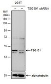 Monoclonal Anti-TSG101 antibody produced in mouse