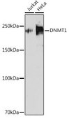 Anti- DNMT1 antibody produced in rabbit