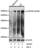 Anti-Phospho-mTOR-S2448 antibody produced in rabbit