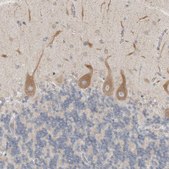 Anti-SIGMAR1 antibody produced in rabbit Prestige Antibodies® Powered by Atlas Antibodies, affinity isolated antibody, buffered aqueous glycerol solution