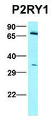 Anti-P2RY1 (N-terminal) antibody produced in rabbit affinity isolated antibody
