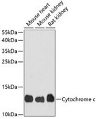 Anti-Cytochrome C antibody produced in rabbit