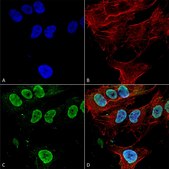 Monoclonal Anti-Mglur1/5 antibody produced in mouse clone S75-33, purified immunoglobulin