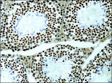 Anti-methyl-Histone H3 (Me-Lys9) antibody produced in rabbit affinity isolated antibody, buffered aqueous solution