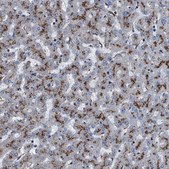 Anti-NEU1 antibody produced in rabbit Prestige Antibodies® Powered by Atlas Antibodies, affinity isolated antibody, buffered aqueous glycerol solution