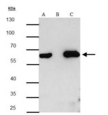 单克隆抗 HA 标签 小鼠抗 clone GT4810, affinity isolated antibody