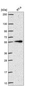 Anti-Itk Antibody Produced In Rabbit Prestige Antibodies® Powered by Atlas Antibodies, affinity isolated antibody, buffered aqueous glycerol solution
