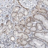 Anti-NCOA7 antibody produced in rabbit Prestige Antibodies® Powered by Atlas Antibodies, affinity isolated antibody, buffered aqueous glycerol solution