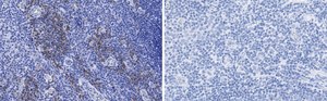 Anti-CD28 Antibody, clone 2N15 ZooMAb® Rabbit Monoclonal recombinant, expressed in HEK 293 cells