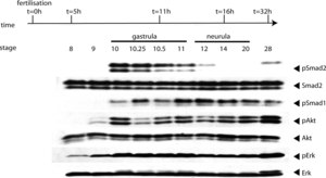 抗-磷酸化ERK1（pThr202/ pTyr204）和ERK2（pThr185/ pTyr187） 兔抗 affinity isolated antibody, buffered aqueous solution