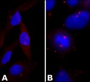 抗-γ-微管蛋白 兔抗 IgG fraction of antiserum, buffered aqueous solution