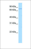 Anti-FOXM1 (ab1) antibody produced in rabbit affinity isolated antibody