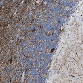 Anti-KCNA3 antibody produced in rabbit Prestige Antibodies® Powered by Atlas Antibodies, affinity isolated antibody, buffered aqueous glycerol solution