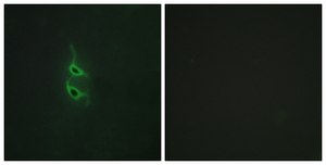 Anti-MRC2 antibody produced in rabbit affinity isolated antibody
