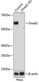 Anti- Smad1 antibody produced in rabbit