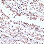 Anti-COX antibody produced in rabbit