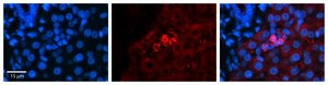 Anti-SHMT2 (AB1) antibody produced in rabbit affinity isolated antibody