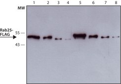 ANTI-FLAG® antibody, Rat monoclonal clone 6F7, purified from hybridoma cell culture