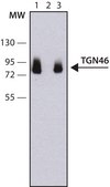 Anti-TGN46 antibody, Mouse monoclonal clone TGN46-8, purified from hybridoma cell culture