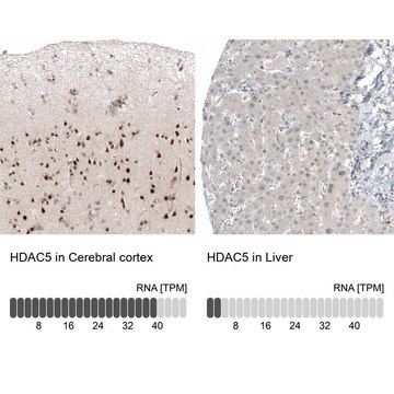 Monoclonal Anti-HDAC5 antibody produced in mouse Prestige Antibodies® Powered by Atlas Antibodies, clone CL8121, purified immunoglobulin, buffered aqueous glycerol solution
