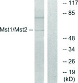 Anti-MST1 antibody produced in rabbit affinity isolated antibody