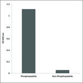Anti-phospho-CKII-β (pSer209) antibody produced in rabbit affinity isolated antibody