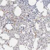 Anti-ITGA2B antibody produced in rabbit Prestige Antibodies® Powered by Atlas Antibodies, affinity isolated antibody, buffered aqueous glycerol solution