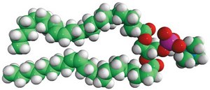24:1 (Cis) PC Avanti Research™ - A Croda Brand