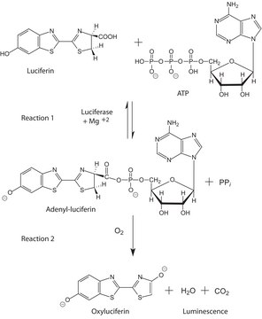 D -荧光素 synthetic, BioXtra, ≥99% (HPLC)