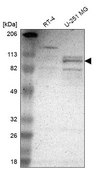 Anti-CLOCK antibody produced in rabbit Prestige Antibodies® Powered by Atlas Antibodies, affinity isolated antibody, buffered aqueous glycerol solution