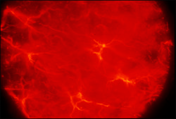 Monoclonal Anti-Glial Fibrillary Acidic Protein (GFAP) antibody produced in mouse clone G-A-5, ascites fluid