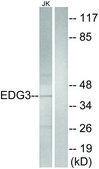 Anti-EDG3 antibody produced in rabbit affinity isolated antibody