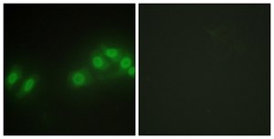 Anti-LATS2 antibody produced in rabbit affinity isolated antibody